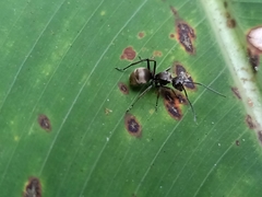 Polyrhachis