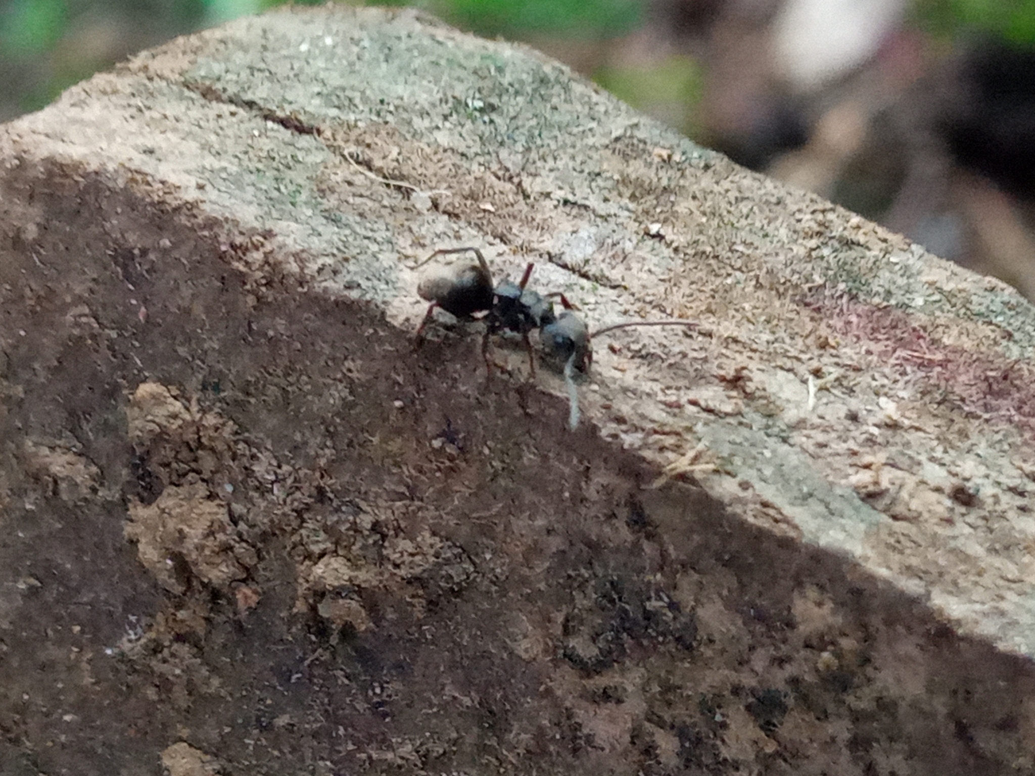 Dolichoderus bispinosus
