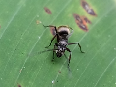 Polyrhachis
