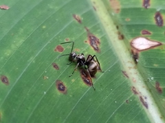Polyrhachis