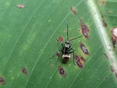 Polyrhachis