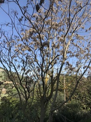 Ailanthus altissima
