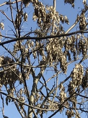 Ailanthus altissima