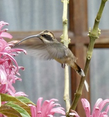 Phaethornis eurynome