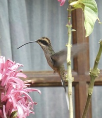 Phaethornis eurynome