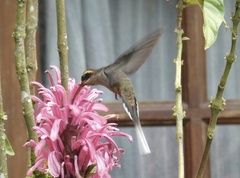 Phaethornis eurynome