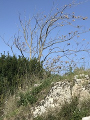 Ailanthus altissima