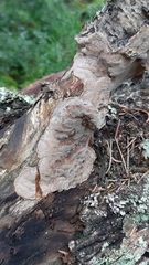 Phellinus laevigatus