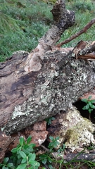 Phellinus laevigatus