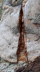 Phellinus laevigatus