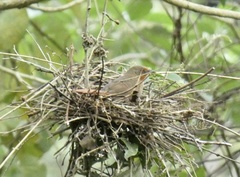 Phacellodomus erythrophthalmus