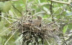 Phacellodomus erythrophthalmus