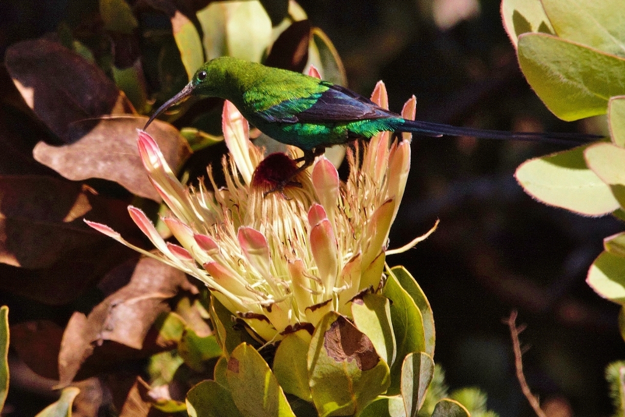 Malachite Sunbird illustration
