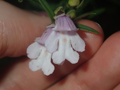 Prostanthera linearis