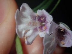 Prostanthera linearis