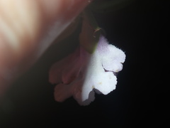 Prostanthera linearis