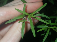 Prostanthera linearis