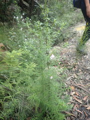 Prostanthera linearis