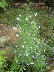 Prostanthera linearis