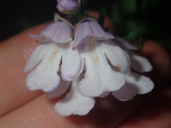 Prostanthera linearis