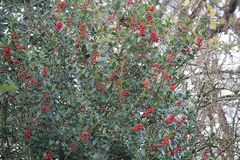 Ilex aquifolium