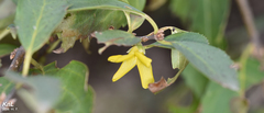 Forsythia koreana