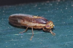 Peplomyza