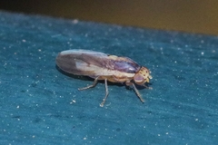 Peplomyza