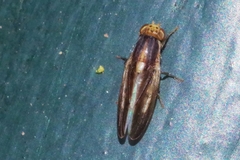 Peplomyza