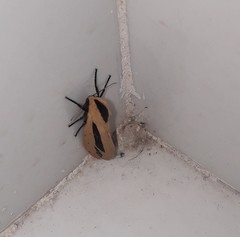 Creatonotos gangis-interrupta agg