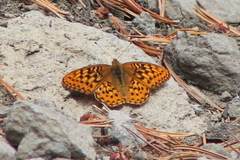 Speyeria egleis