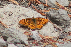Speyeria egleis