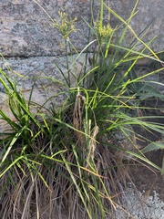 Cyperus leptocladus