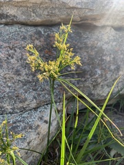 Cyperus leptocladus