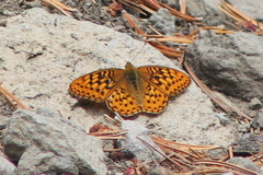 Speyeria egleis