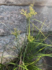 Cyperus leptocladus