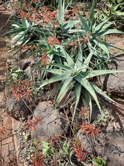 Aloe