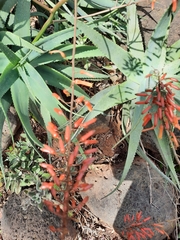 Aloe