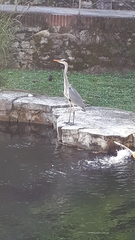 Ardea cinerea