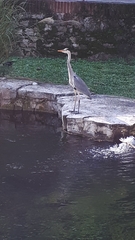 Ardea cinerea