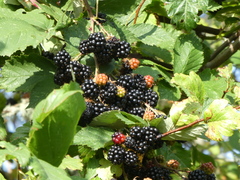 Candicantes