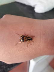 Stripsipher orientalis