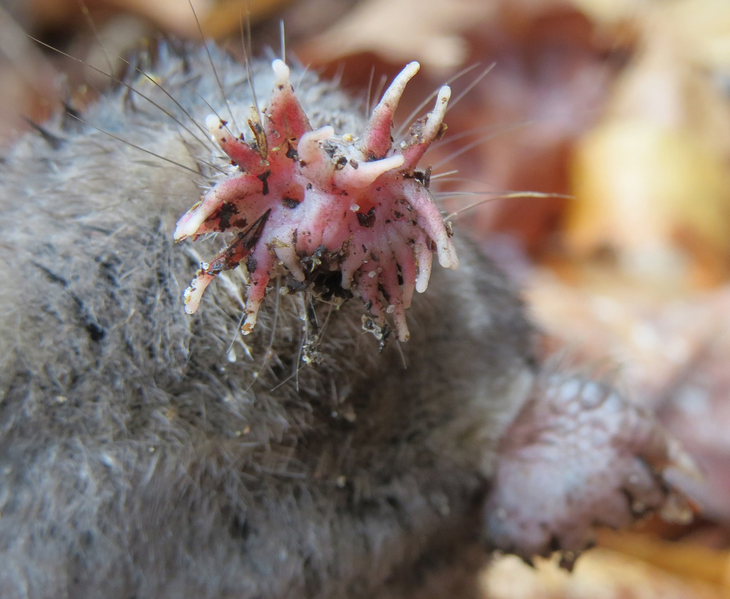Star-nosed Moles
