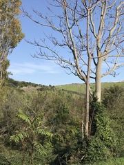 Ailanthus altissima