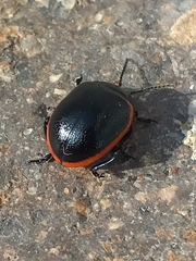 Chrysolina rossia