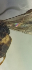 Braconinae