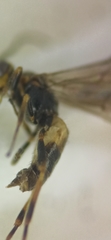 Braconinae
