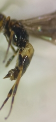 Braconinae