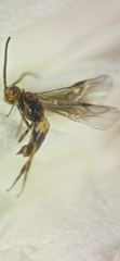 Braconinae