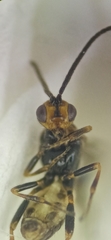 Braconinae